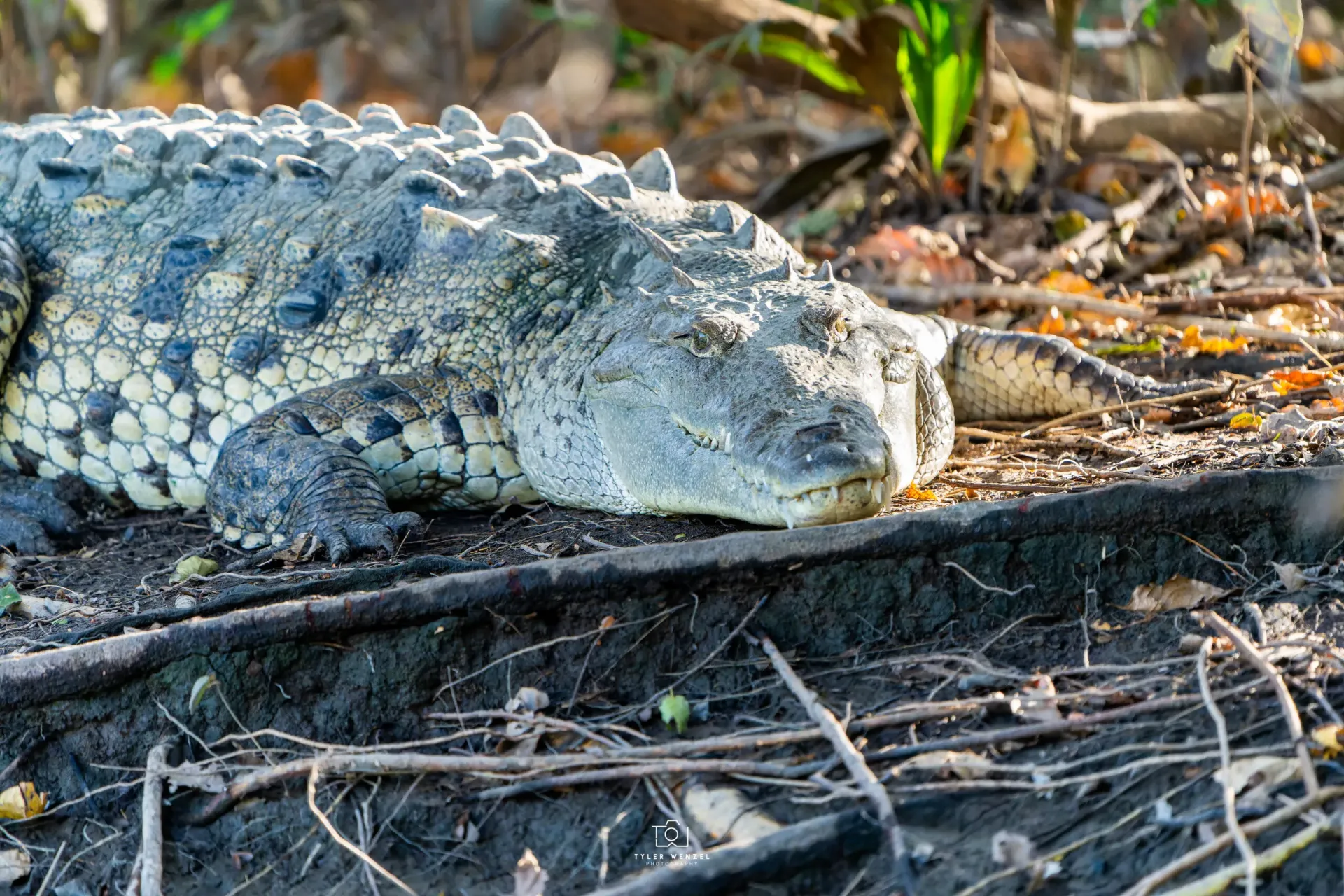 Palo Verde  Boat Tour  Culture & Nature Experience