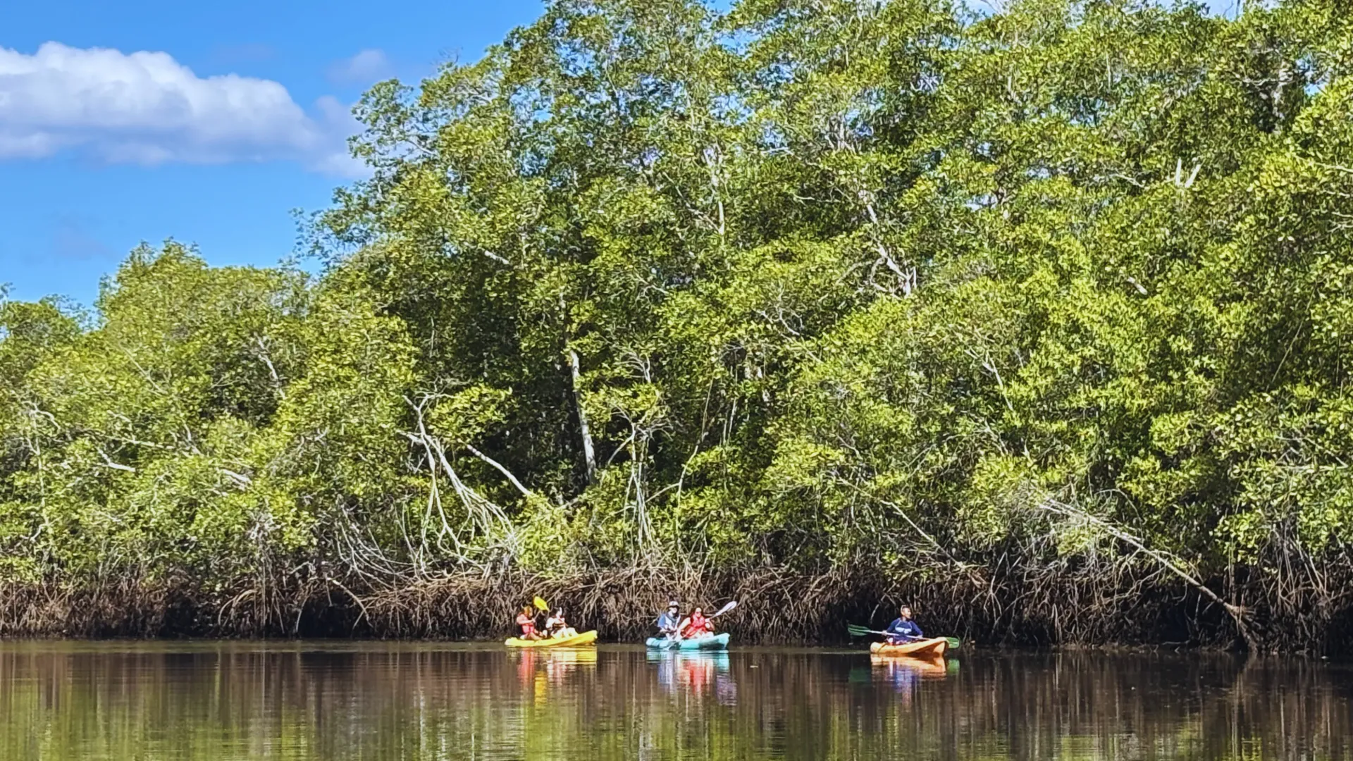 Kayak Estuario Mangrove Tour