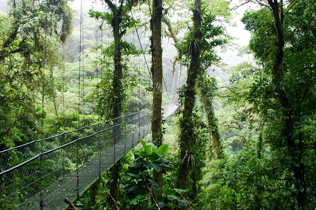 Rainforest Experience